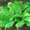 Cinnamon Fern Plants Live - 10 Bare Root Ferns - 4-7 Inches - Indoor/Outdoor Garden Plants