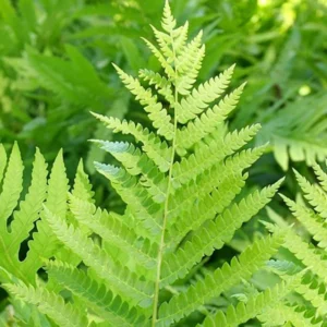 Cinnamon Fern Plants Live - 10 Bare Root Ferns - 4-7 Inches - Indoor/Outdoor Garden Plants