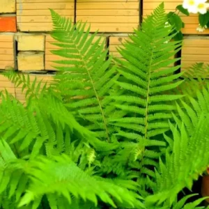 Cinnamon Fern Plants Live - 10 Bare Root Ferns - 4-7 Inches - Indoor/Outdoor Garden Plants