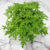 Citronella Mosquito Plant - 2.5" Pot - Mosquito Repellent Plant