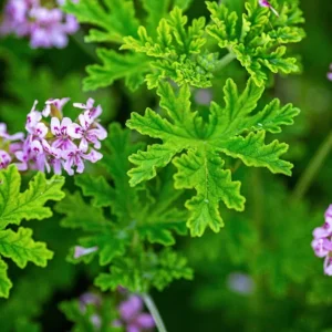 Citronella Mosquito Plant - 2.5