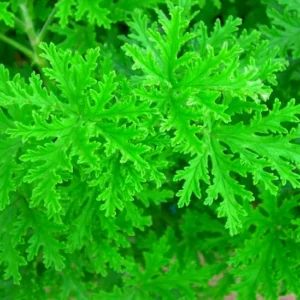 Citronella Mosquito Plant - 2.5