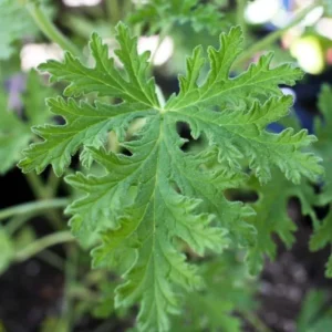 Citronella Plant Live Starter Plants - 4 to 6 Inch Herb for Outdoor Garden