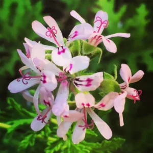 Citronella Plant Live Starter Plants - 4 to 6 Inch Herb for Outdoor Garden