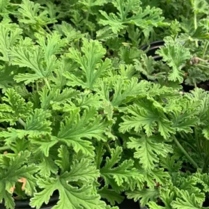 Citronella Plant Live Starter Plants - 4 to 6 Inch Herb for Outdoor Garden