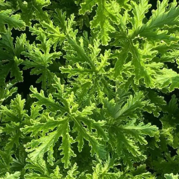 Citronella Plants Live - 4 Pack - Herb Starter Plants for Indoor Outdoor Garden