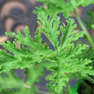 Citronella Plants Live - 4 Pack - Herb Starter Plants for Indoor Outdoor Garden