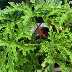 Citronella Plants Live - 4 Pack - Herb Starter Plants for Indoor Outdoor Garden