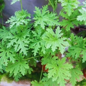 Citronella Plants Live - 4 Pack - Indoor/Outdoor Mosquito Repellent Plants
