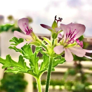 Citronella Plants Live - 4 Pack - Indoor/Outdoor Mosquito Repellent Plants