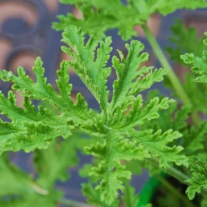 Citronella Plants Live - 4 Pack - Indoor/Outdoor Mosquito Repellent Plants