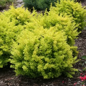 Citrus Barberry Shrub 4 inch Pot - Greenish Yellow Foliage