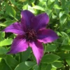 Clematis Vine Perennial - 2.5" Pot - Purple Flowering Plant