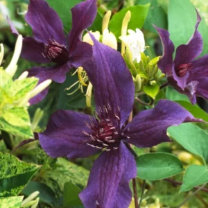 Clematis Vine Perennial - 2.5" Pot - Purple Flowering Plant