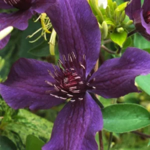 Clematis Vine Perennial - 2.5