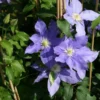Clematis Vine - Wedgewood Blue Flowering Vine - 2.5 inch Pot