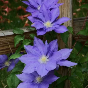 Clematis Vine - Wedgewood Blue Flowering Vine - 2.5 inch Pot