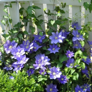 Clematis Vine - Wedgewood Blue Flowering Vine - 2.5 inch Pot