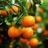 Clementine Mandarin Orange Seedlings- Clementine Mandarin Citrus Fruit Tree - 2 Plants, 3-5 Inches Tall