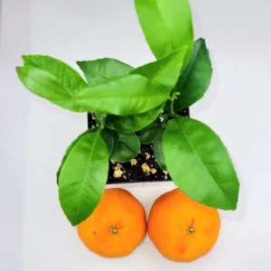 Clementine Mandarin Orange Seedlings- Clementine Mandarin Citrus Fruit Tree - 2 Plants, 3-5 Inches Tall
