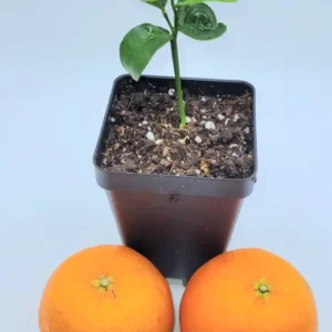Clementine Mandarin Orange Seedlings- Clementine Mandarin Citrus Fruit Tree 3-5 Inches - Fruit Tree Starter