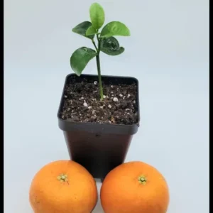 Clementine Mandarin Orange Seedlings- Clementine Mandarin Citrus Fruit Tree 3-5 Inches - Fruit Tree Starter