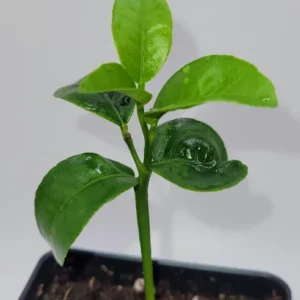 Clementine Mandarin Orange Seedlings- Clementine Mandarin Citrus Fruit Tree 3-5 Inches - Fruit Tree Starter