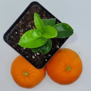 Clementine Mandarin Orange Seedlings- Clementine Mandarin Citrus Fruit Tree 3-5 Inches - Fruit Tree Starter