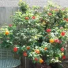 Climbing Rose Plant - Gold Orange & Pink - 1 Year Old Starter Plant - Outdoor Fragrant Rose