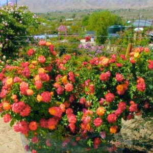 Climbing Rose Plant - Gold Orange & Pink - 1 Year Old Starter Plant - Outdoor Fragrant Rose