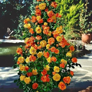 Climbing Rose Plant - Gold Orange & Pink - 1 Year Old Starter Plant - Outdoor Fragrant Rose