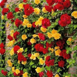 Climbing Rose Plant - Gold Orange & Pink - 1 Year Old Starter Plant - Outdoor Fragrant Rose