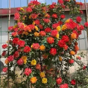 Climbing Rose Plant - Gold Orange & Pink - 1 Year Old Starter Plant - Outdoor Fragrant Rose