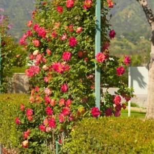 Climbing Rose Plant - Gold Orange & Pink - 1 Year Old Starter Plant - Outdoor Fragrant Rose