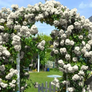 Climbing White Rose Plant - Live Starter Roses, Fragrant Outdoor Variety