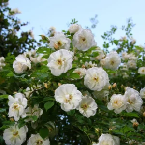 Climbing White Rose Plant - Live Starter Roses, Fragrant Outdoor Variety