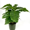 Coffee Plant Coffea Arabica - 4 Inch Potted Air Purifying House Plant