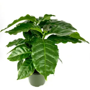 Coffee Plant Coffea Arabica - 4 Inch Potted Air Purifying House Plant