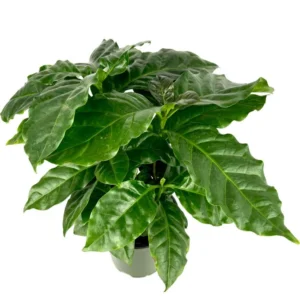 Coffee Plant Coffea Arabica - 4 Inch Potted Air Purifying House Plant