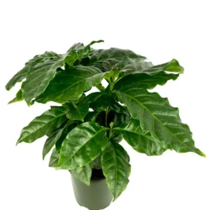 Coffee Plant Coffea Arabica - 4 Inch Potted Air Purifying House Plant