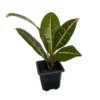 Colorful Croton Plant - 3 Inch Pot - Codiaeum Petra - Vibrant Colors