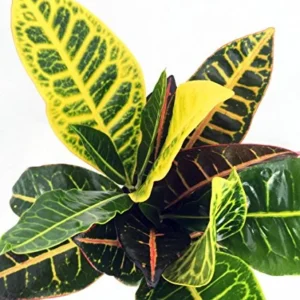 Colorful Croton Plant - 3 Inch Pot - Codiaeum Petra - Vibrant Colors