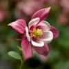 Columbine Aquilegia Kirigami Rose & Pink Flower Plant - 2.5 inch Pot