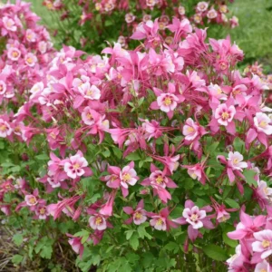 Columbine Aquilegia Kirigami Rose & Pink Flower Plant - 2.5 inch Pot