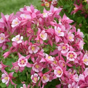 Columbine Aquilegia Kirigami Rose & Pink Flower Plant - 2.5 inch Pot