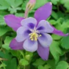 Columbine Earlybird Purple/Blue Aquilegia Plant - 2.5" Pot - Bicolor Blooms