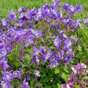 Columbine Earlybird Purple/Blue Aquilegia Plant - 2.5" Pot - Bicolor Blooms