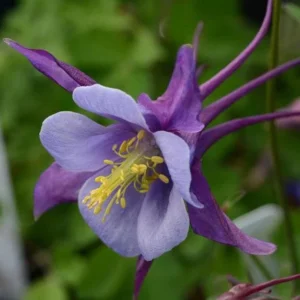 Columbine Earlybird Purple/Blue Aquilegia Plant - 2.5