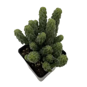 Columnar Peperomia Plant - Peperomia columella - 2.5 Inch Pot - Collector's Series