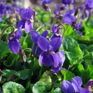Common Blue Violet Seeds Viola Papilionacea - 25 Seeds for Planting